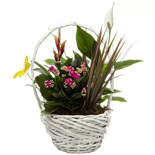 Cesta Bali Cesta Bali